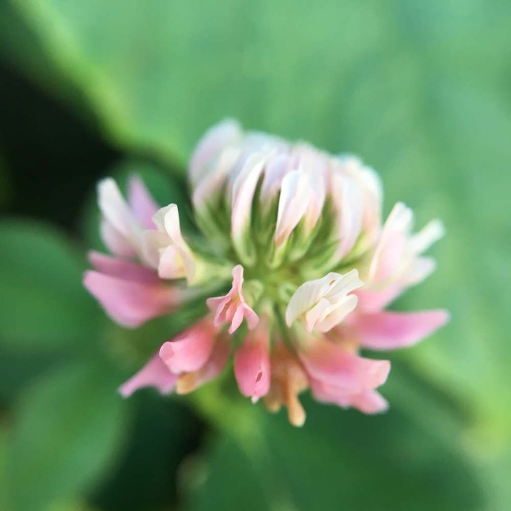 Meet your Posher, Laurel